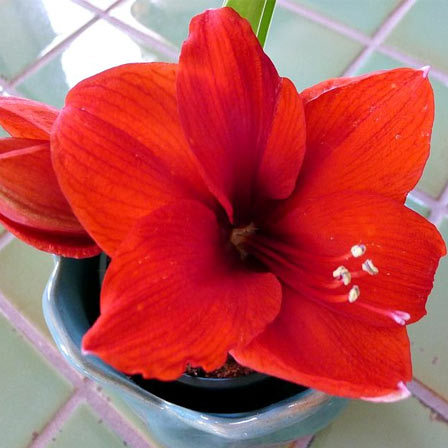 Amaryllis flower signifies radiant beauty