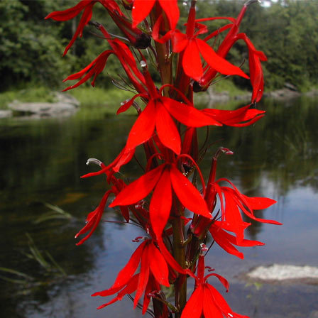 Cardinal flower looks vibrant in different shades of red