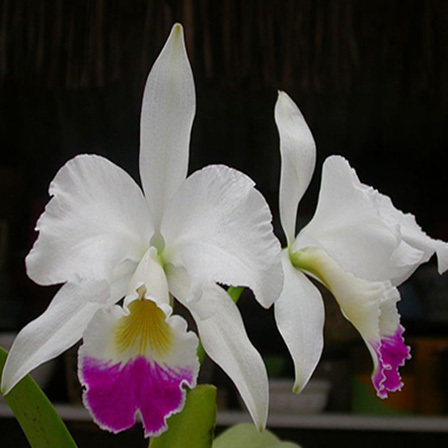 Cattleya is one among beautiful orchid flowers