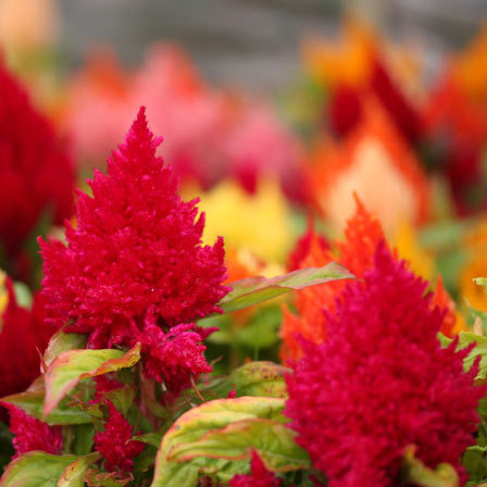 Celosia flowers convey a strong emotion