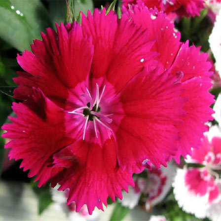 Dianthus flower has a sweet and spicy aroma