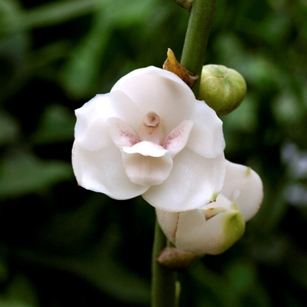 Dove Orchid is one among beautiful orchid flowers