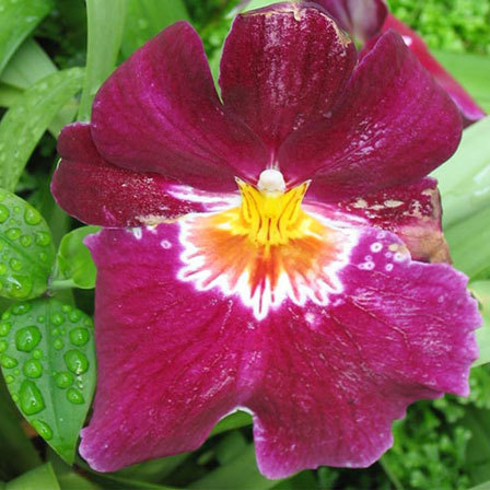 Miltoniopsis is one among beautiful orchid flowers