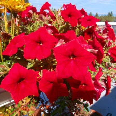 Petunia red flower represents resentment