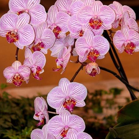 Phalaenopsis is one among beautiful orchid flowers