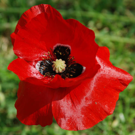 Vibrant and large poppy flower signifies death and rebirth