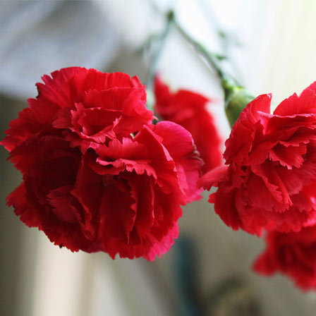 Red carnation flowers signify deep love and affection
