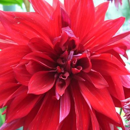 Red dahlia looks closely related to chrysanthemums