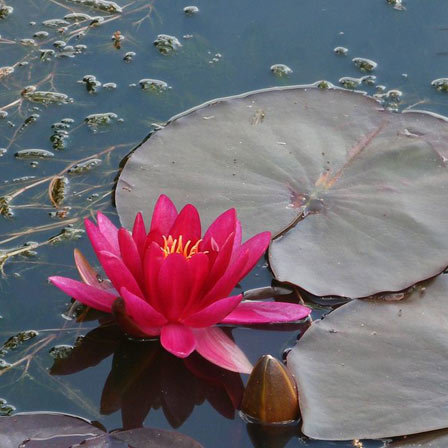 Red dwarf water lily symbolizes frienship and innocence