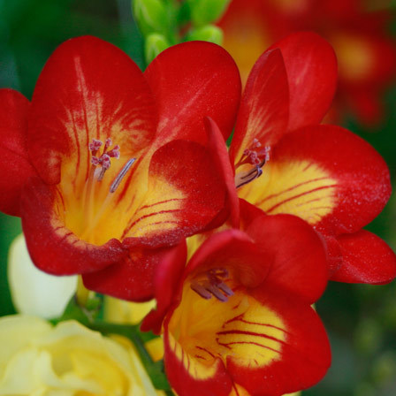 Highly fragrant red freesia symbolizes trust and friendship