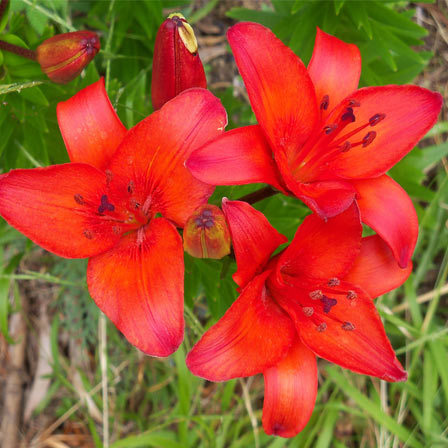 Red lilies signify a union or a partnership