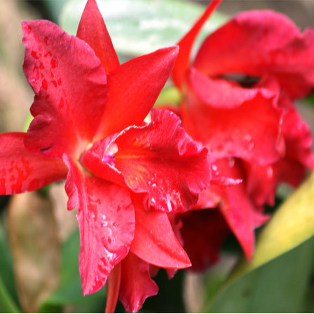 Red orchids have a grand and radiant look