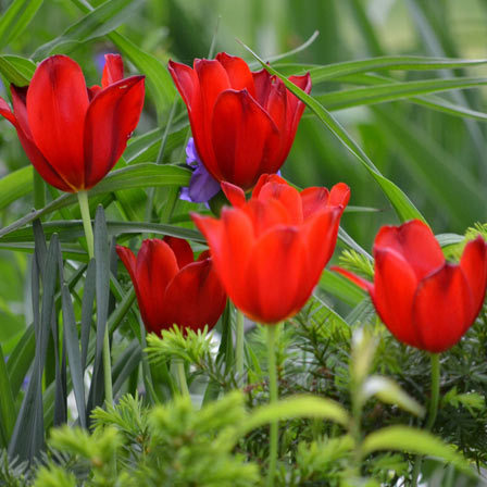 Red tulips are a symbol of pure love