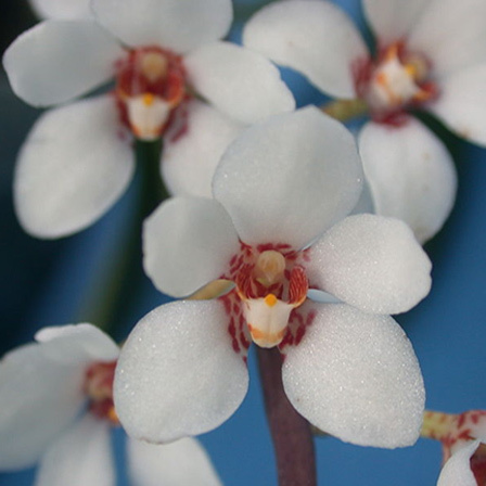 Sarcochilus is one among beautiful orchid flowers
