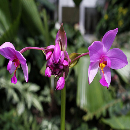 Spathoglottis is one among beautiful orchid flowers