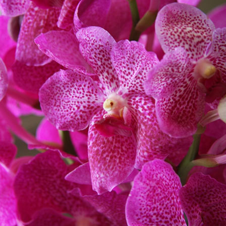 Vanda is one among beautiful orchid flowers