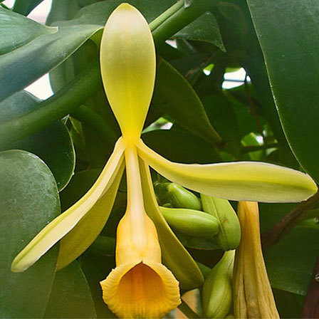 Vanilla Orchid is one among beautiful orchid flowers