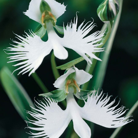 White Egret Orchid is one among beautiful orchid flowers