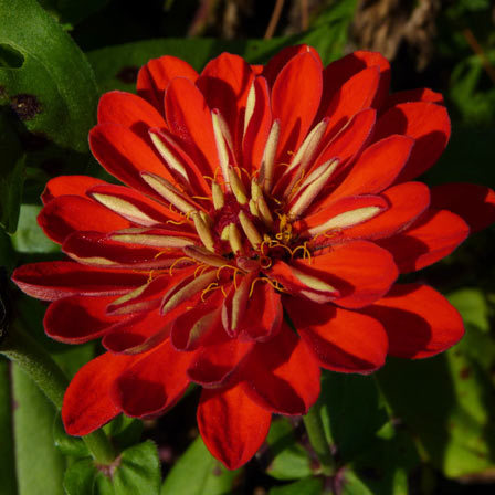 Bright zinnia flower is a symbol of lasting love and constancy